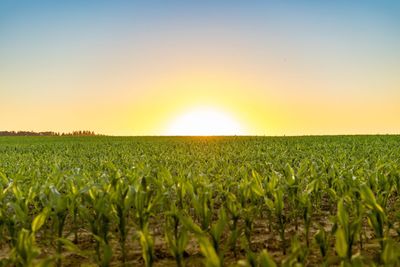 Scenic view of field against sky during sunset