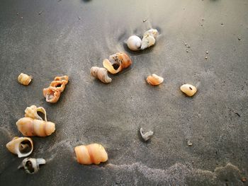 High angle view of shells on sand at beach
