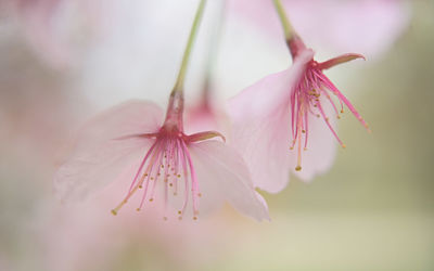 Close-up of pink flower