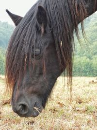 View of a horse on field