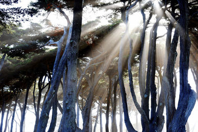 Low angle view of icicles on tree trunk