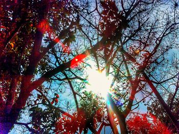 Low angle view of sun shining through trees