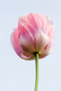 Close-up of pink flower against white background