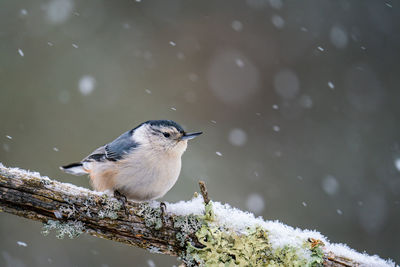 Close-up of bird perching on snow