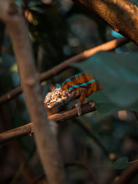 Close-up of chameleon on a tree trunk