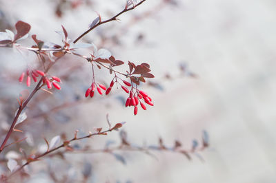 Low angle view of red leaves on tree