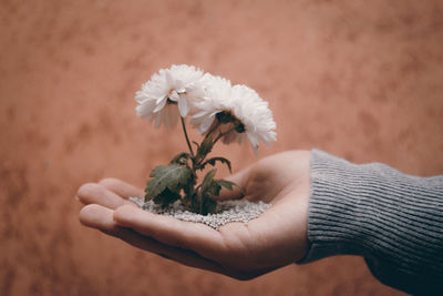 Close-up of hand holding flowering plant