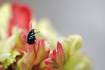 Close-up of insect on flower