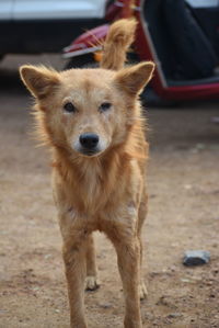 Portrait of dog standing on land