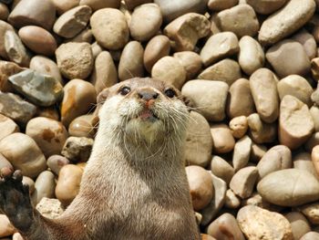 Full frame shot of pebbles in sea