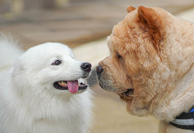 Close-up of a dog looking away