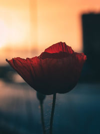 Close-up of red rose