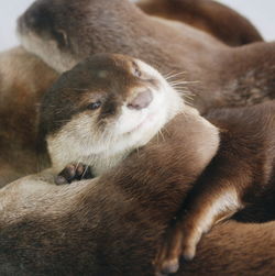 Close-up of a ferret