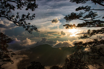 Low angle view of silhouette trees against sky during sunset