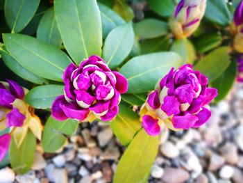 Close-up of purple flowers blooming outdoors