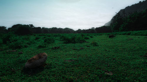 Sheep on field against sky