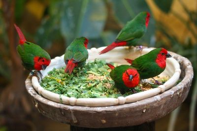 Close-up of parrot perching on plant