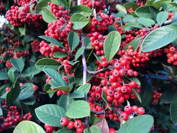 Close-up of red berries growing on tree