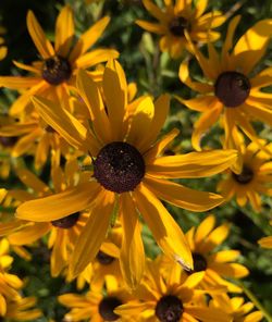 Close-up of yellow flowers blooming outdoors