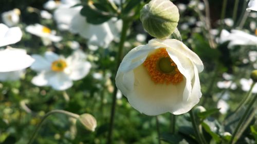 Close-up of poppy blooming outdoors