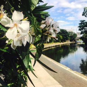 Close-up of white flowers growing on tree against sky