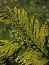 Close-up of fern leaves