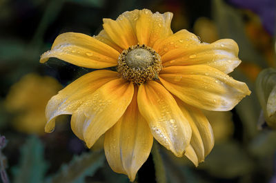 Close-up of wet yellow flower