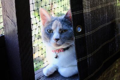 Close-up portrait of cat by window