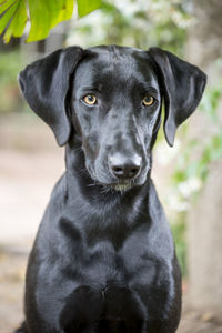 Portrait of beautiful black dog