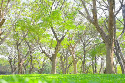 Trees in forest