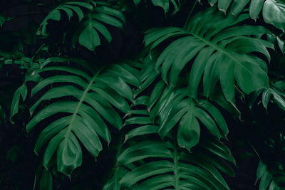 Full frame shot of green leaves