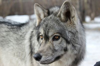 Close-up of dog looking away