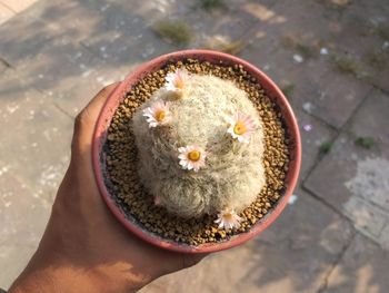High angle view of person holding bouquet