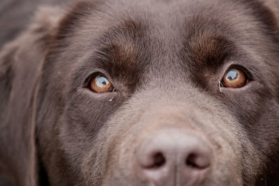 Close-up portrait of a dog