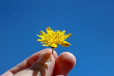 Hand holding yellow flower against blue sky