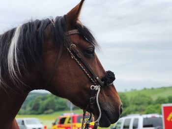 Close-up of horse in ranch