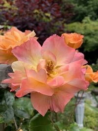 Close-up of pink rose