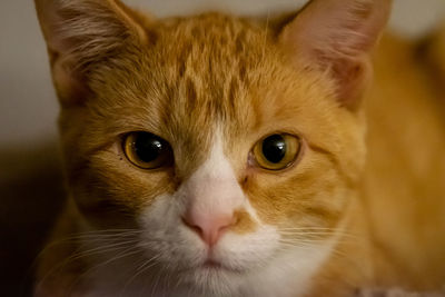 Close-up portrait of cat