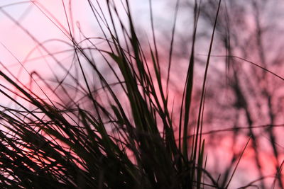 Close-up of plants against sunset sky