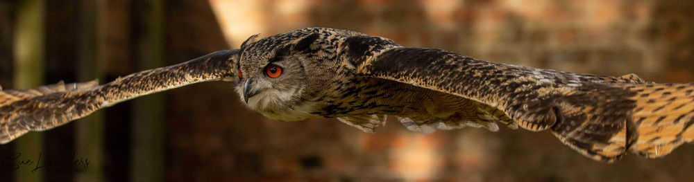 Close-up of a bird flying