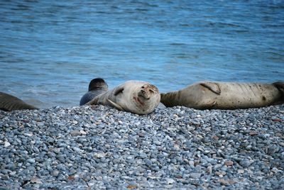 Seals on shore