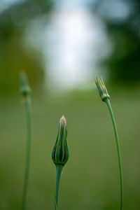 Close-up of flower bud