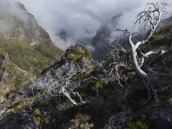 Madeira, burned forest near pico ruivo