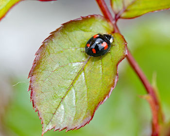 High angle view of ladybug on leaf