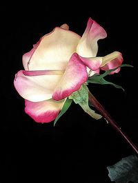 Close-up of pink flower over black background