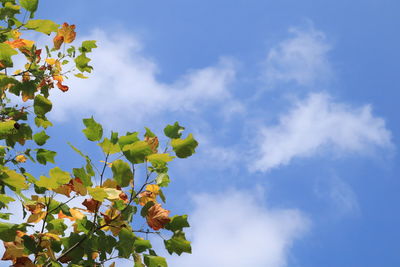 Low angle view of flowering plant against blue sky