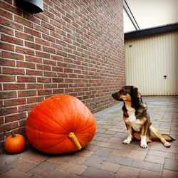 View of a dog on wall