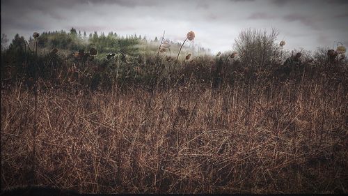 Scenic view of field against sky