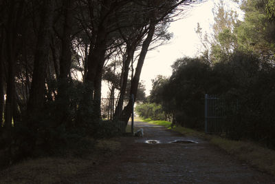 Empty footpath along trees