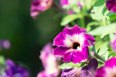 Close-up of pink flowering plant